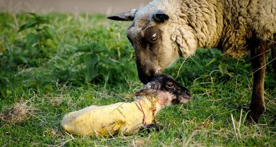 Survey seeks views on enzootic abortion of ewes